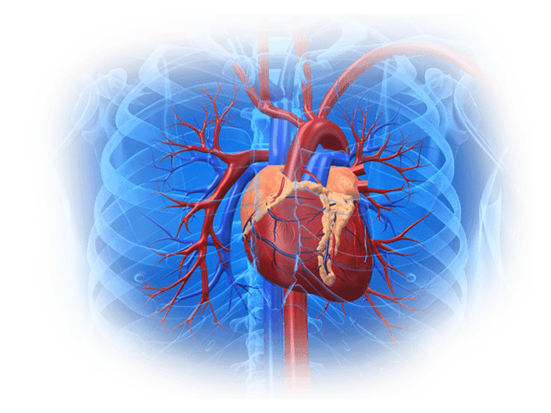 Best Cardiology unit in Bardhaman